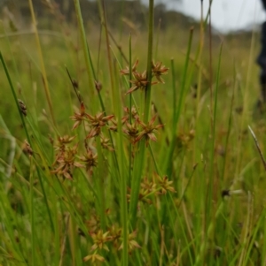 Juncus prismatocarpus at Tinderry, NSW - 22 Jan 2023 02:31 PM