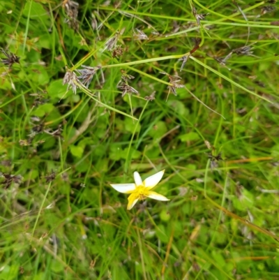 Hypoxis hygrometrica (Golden Weather-grass) at Tinderry, NSW - 22 Jan 2023 by danswell