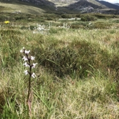 Prasophyllum alpestre (Mauve leek orchid) at Kosciuszko National Park - 21 Jan 2023 by jgiacon