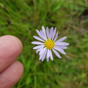 Brachyscome sp. at Tinderry, NSW - 22 Jan 2023