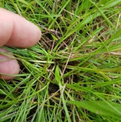 Brachyscome sp. at Tinderry, NSW - 22 Jan 2023