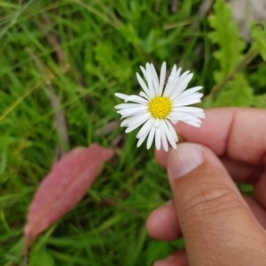 Brachyscome decipiens at Tinderry, NSW - 22 Jan 2023