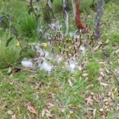 Senecio quadridentatus (Cotton Fireweed) at Tinderry, NSW - 22 Jan 2023 by danswell