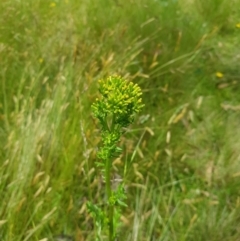 Senecio hispidulus at Tinderry, NSW - 22 Jan 2023