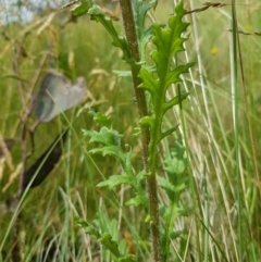 Senecio hispidulus at Tinderry, NSW - 22 Jan 2023