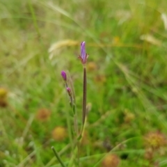 Epilobium billardiereanum (Willowherb) at Tinderry, NSW - 22 Jan 2023 by danswell