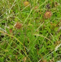 Epilobium billardiereanum at Tinderry, NSW - 22 Jan 2023 12:09 PM