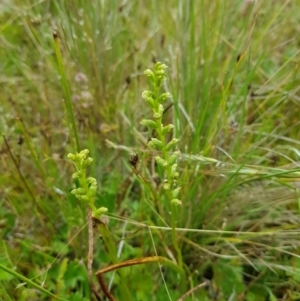 Microtis sp. at Tinderry, NSW - suppressed