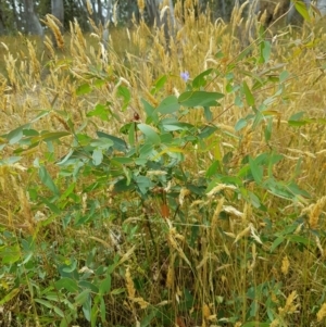 Eucalyptus viminalis at Burnt School Nature Reserve - 22 Jan 2023 11:39 AM