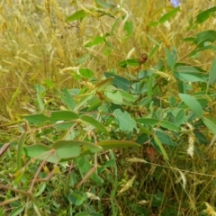 Eucalyptus viminalis at Burnt School Nature Reserve - 22 Jan 2023 11:39 AM