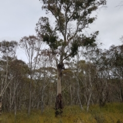 Eucalyptus viminalis at Burnt School Nature Reserve - 22 Jan 2023 11:39 AM