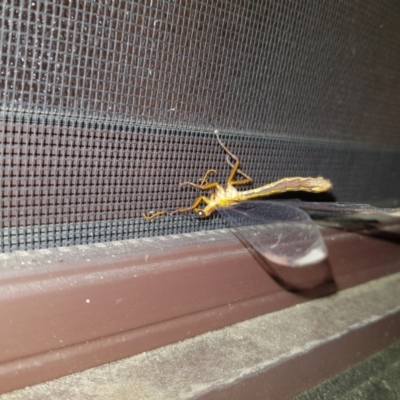 Nymphes myrmeleonoides (Blue eyes lacewing) at QPRC LGA - 16 Jan 2023 by danswell