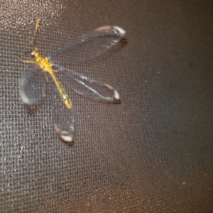 Nymphes myrmeleonoides at Greenleigh, NSW - 16 Jan 2023 09:35 PM