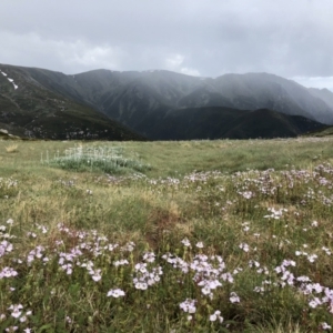 Euphrasia collina at Geehi, NSW - 21 Jan 2023