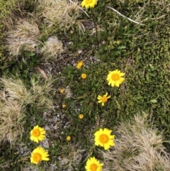 Scapisenecio pectinatus var. major (Alpine Groundsel) at Munyang, NSW - 22 Jan 2023 by JohnGiacon