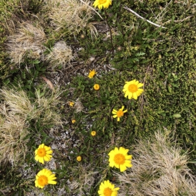 Scapisenecio pectinatus var. major (Alpine Groundsel) at Munyang, NSW - 22 Jan 2023 by JohnGiacon