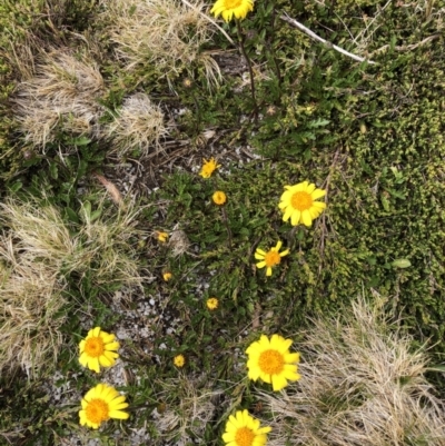 Senecio pectinatus var. major (Alpine Groundsel) at Munyang, NSW - 21 Jan 2023 by jgiacon