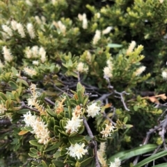 Orites lancifolius (Alpine Orites) at Munyang, NSW - 21 Jan 2023 by jgiacon