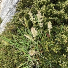 Trisetum spicatum subsp. australiense (Bristle Grass) at Geehi, NSW - 21 Jan 2023 by jgiacon