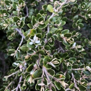Nematolepis ovatifolia at Geehi, NSW - 21 Jan 2023