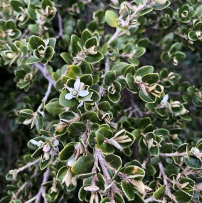 Nematolepis ovatifolia at Kosciuszko National Park - 21 Jan 2023 by jgiacon