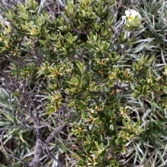 Grevillea australis (Alpine Grevillea) at Kosciuszko National Park - 21 Jan 2023 by jgiacon