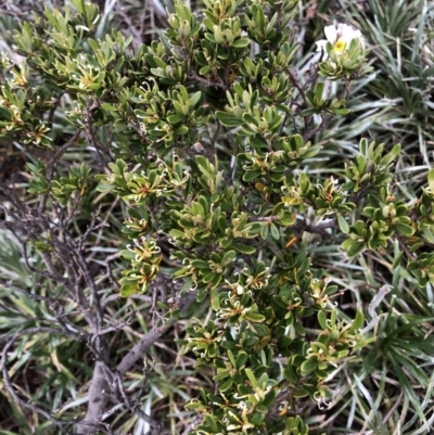 Grevillea australis (Alpine Grevillea) at Geehi, NSW - 21 Jan 2023 by JohnGiacon