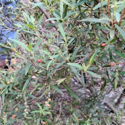 Leucopogon affinis (Lance Beard-heath) at Tallaganda National Park - 21 Jan 2023 by LoisElsiePadgham