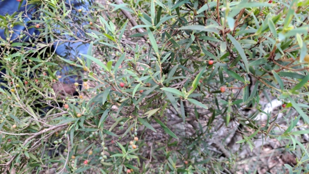 Leucopogon affinis at Rossi, NSW - 21 Jan 2023