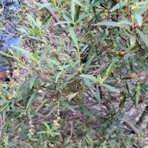 Leucopogon affinis at Rossi, NSW - 21 Jan 2023