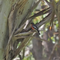 Petroica phoenicea (Flame Robin) at Namadgi National Park - 21 Jan 2023 by RAllen