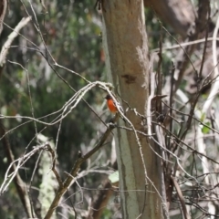 Petroica phoenicea at Cotter River, ACT - 21 Jan 2023