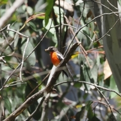 Petroica phoenicea at Cotter River, ACT - 21 Jan 2023