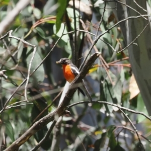 Petroica phoenicea at Cotter River, ACT - 21 Jan 2023