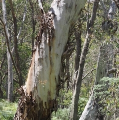 Petroica phoenicea at Cotter River, ACT - 21 Jan 2023