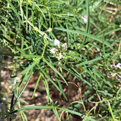 Glycine clandestina (Twining Glycine) at Nangus, NSW - 20 Jan 2023 by abread111