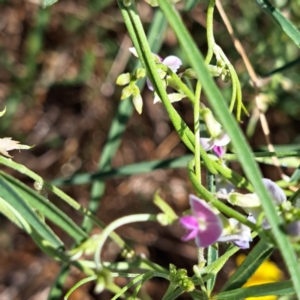 Glycine clandestina at Nangus, NSW - 21 Jan 2023