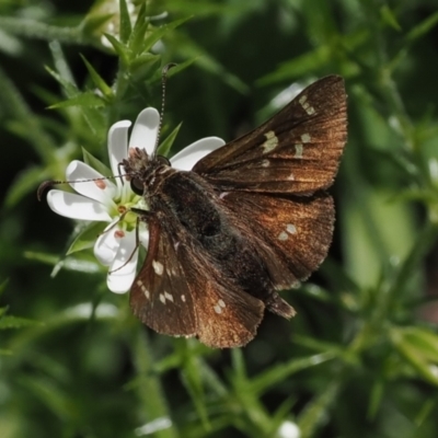 Pasma tasmanica (Two-spotted Grass-skipper) at Cotter River, ACT - 21 Jan 2023 by RAllen