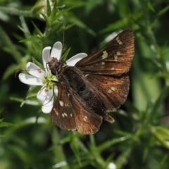 Pasma tasmanica (Two-spotted Grass-skipper) at Cotter River, ACT - 21 Jan 2023 by RAllen