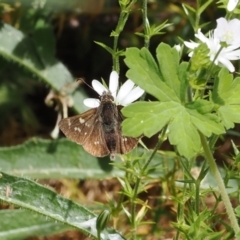 Pasma tasmanica at Cotter River, ACT - 21 Jan 2023