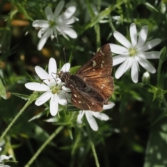 Pasma tasmanica at Cotter River, ACT - 21 Jan 2023