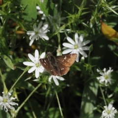 Pasma tasmanica at Cotter River, ACT - 21 Jan 2023