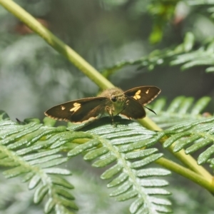 Timoconia flammeata at Cotter River, ACT - 21 Jan 2023 11:50 AM