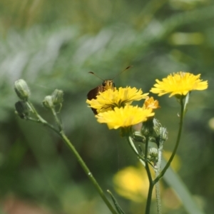 Timoconia flammeata at Cotter River, ACT - 21 Jan 2023