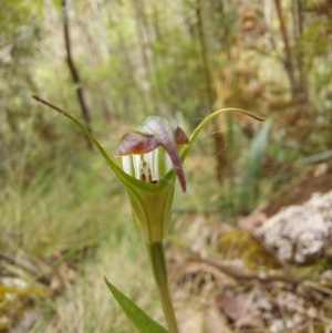 Diplodium atrans at Paddys River, ACT - 22 Jan 2023