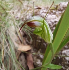 Diplodium atrans at Paddys River, ACT - 22 Jan 2023