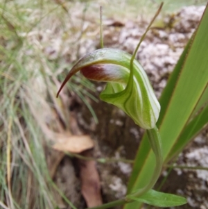 Diplodium atrans at Paddys River, ACT - 22 Jan 2023