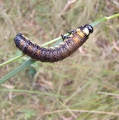 Pergidae sp. (family) (Unidentified Sawfly) at Tidbinbilla Nature Reserve - 22 Jan 2023 by Venture