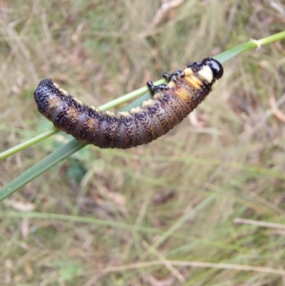 Pergidae sp. (family) (Unidentified Sawfly) at Paddys River, ACT - 22 Jan 2023 by Venture