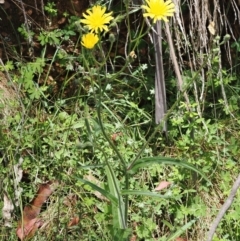 Picris angustifolia subsp. merxmuelleri at Namadgi National Park - 21 Jan 2023 by RAllen
